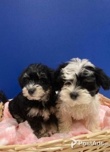 morkie puppies