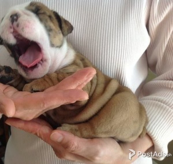 ENGLISH BULLDOG PUPPY FOR SALE