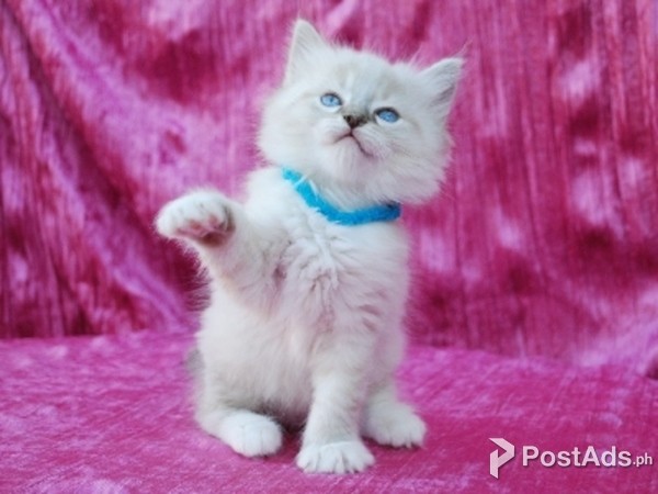 RAGDOLL KITTEN PUPPY FOR SALE