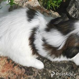 SHIH TZU PUPPY FOR SALE | PostAds PH