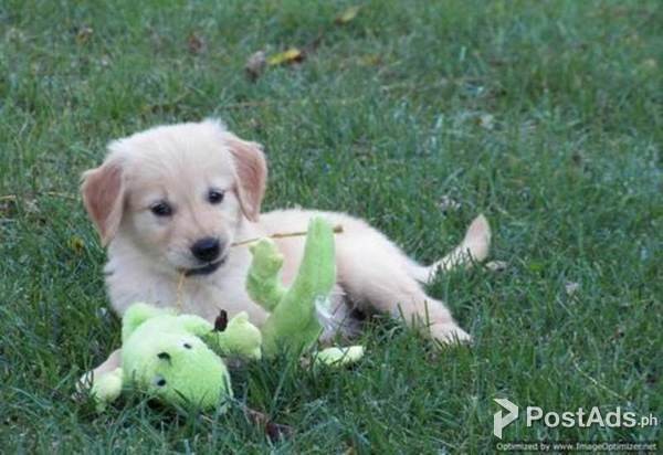 Golden Retriever Puppy For Sale