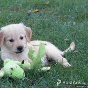 Golden Retriever Puppy For Sale | PostAds PH