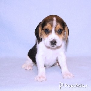 beagle Puppy for Sale | PostAds PH