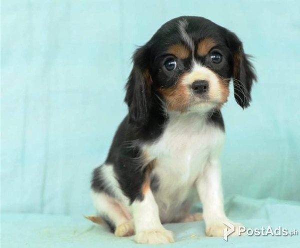 Cavalier King Charles Spaniel pups for sale/rehoming