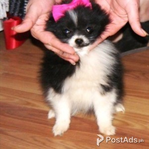 POMERANIAN PUPPY FOR SALE | PostAds PH