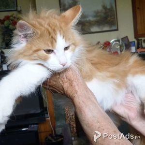 Norwegian Forest kittens for rehoming | PostAds PH