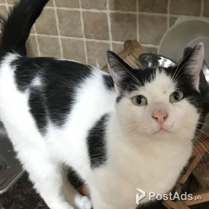 American Shorthair kitten for sale | PostAds PH