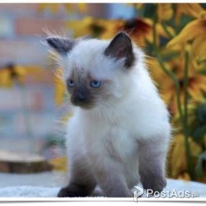 Balinese Kittens for Sale | PostAds PH