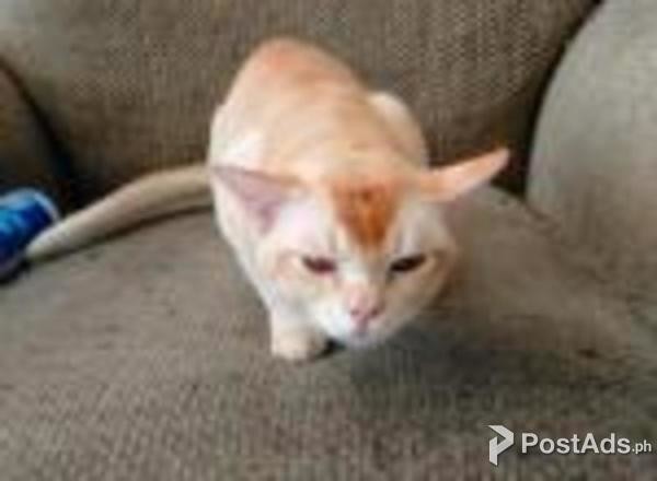 Burmese Kitten for Adoption