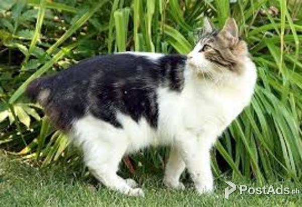 Cute Cymric Kitten for Sale