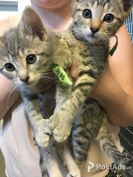 Polydactyl Kittens for Sale/re-homing