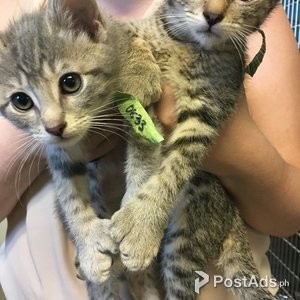 Polydactyl Kittens for Sale/re-homing | PostAds PH