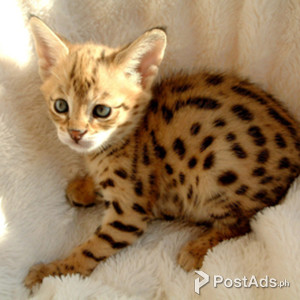 Savannah kittens for Sale | PostAds PH
