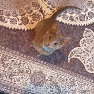 American wirehair kittens for sale | PostAds PH