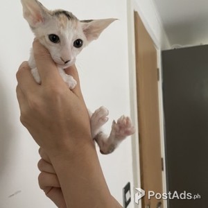 Peterbald kittens for Sale/rehoming | PostAds PH