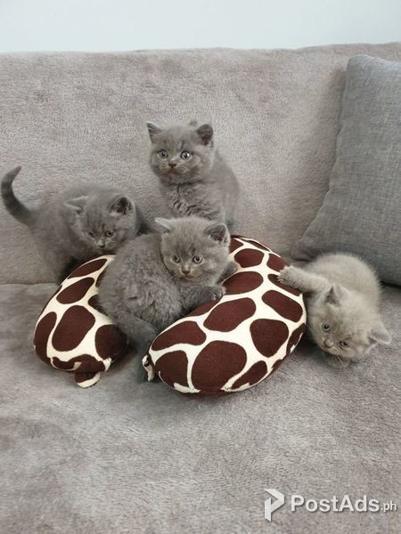 kittens for adoption