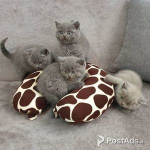 kittens for adoption | PostAds PH