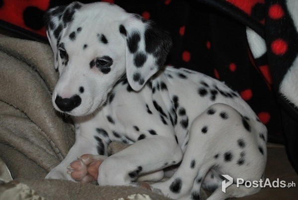 Dalmatian Puppy for Sale