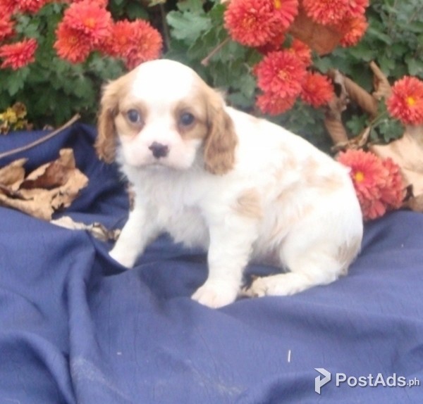CARVALIA KING CHARLES SPANIEL