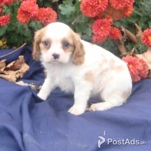 CARVALIA KING CHARLES SPANIEL | PostAds PH