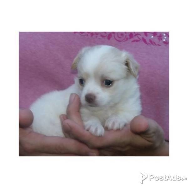 CHIHUAHUA PUPPY FOR SALE