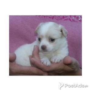 CHIHUAHUA PUPPY FOR SALE | PostAds PH