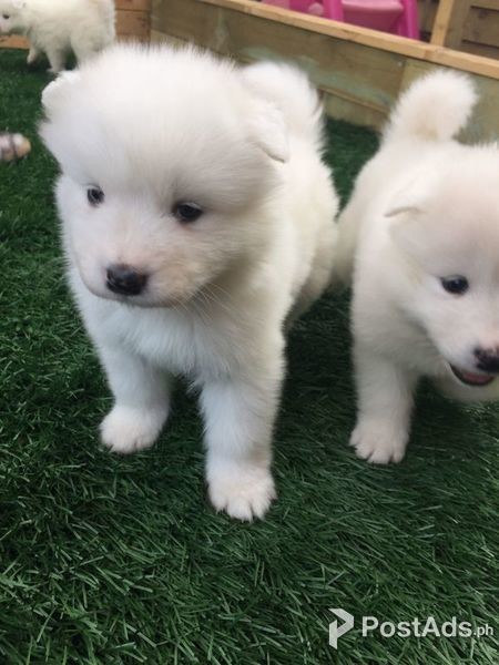 adorable samoyed babies being given