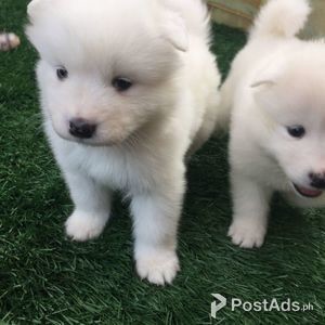 adorable samoyed babies being given | PostAds PH