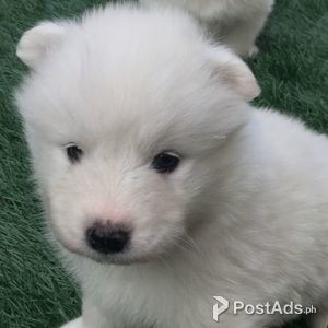 heart melting samoyed babies for rehoming | PostAds PH