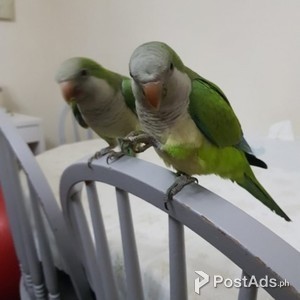 hand tamed macaw birds | PostAds PH