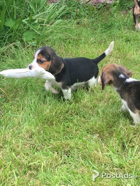 healthy bealge puppies needing a new home