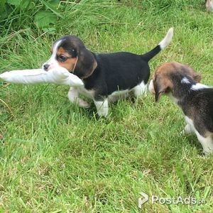 healthy bealge puppies needing a new home | PostAds PH