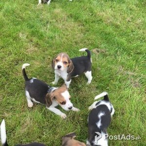 looking for pet lovers to take this beagle babies | PostAds PH