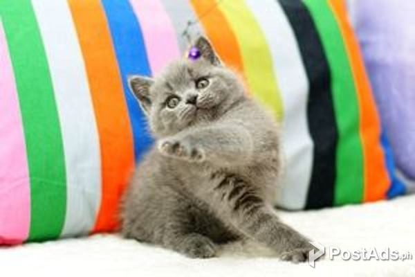 British Shorthair Kittens