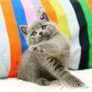 British Shorthair Kittens | PostAds PH