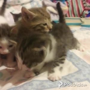 Chartreux kitten | PostAds PH