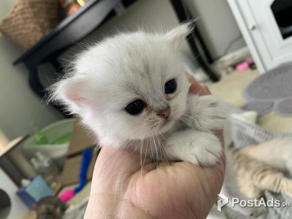 Persian cats 