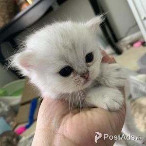 Persian cats | PostAds PH
