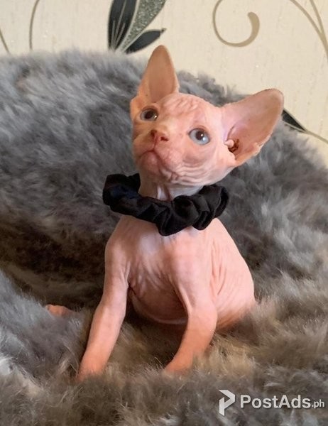 Sphynx kittens