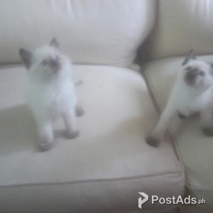 Tonkinese cats. | PostAds PH