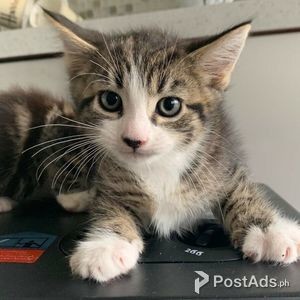 Maine Coon cats | PostAds PH