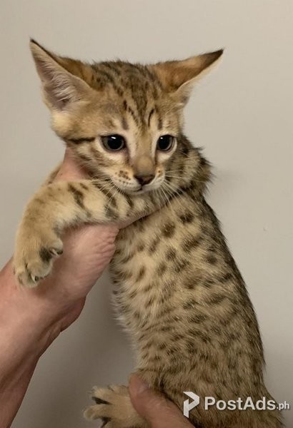  Savannah cats