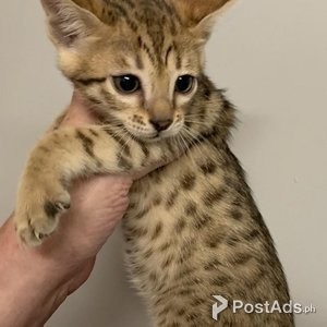 Savannah cats | PostAds PH