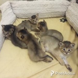 Chausie cats | PostAds PH