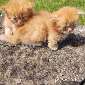 Munchkins kittins | PostAds PH