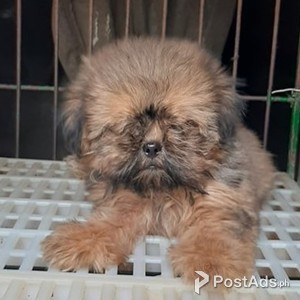 SHIT TZU PUPPIES | PostAds PH