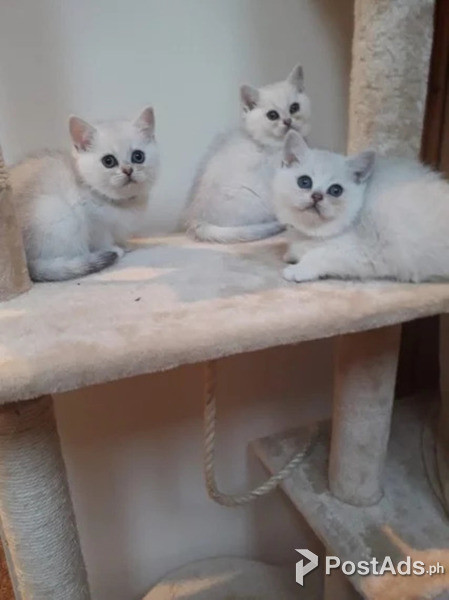 silver kittens for adoption