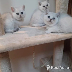 silver kittens for adoption | PostAds PH