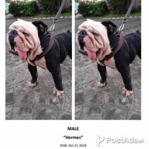 ENGLISH BULLDOG for breeding | PostAds PH