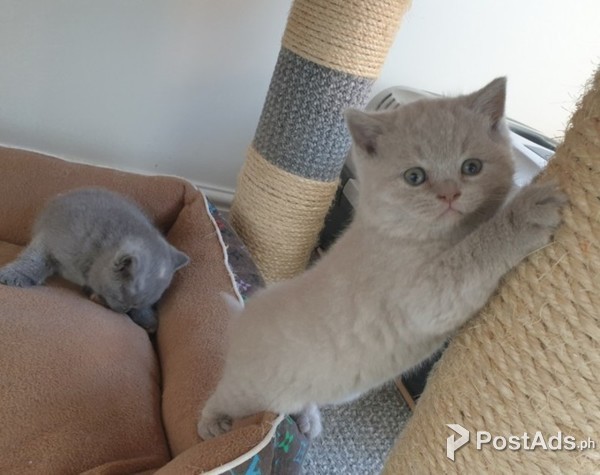 pusa for adoption to new home